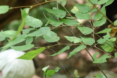 Betula costata, photographed by Nina Filippova