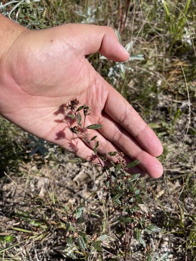 Crocanthemum bicknellii, photographed by Brandon Corder