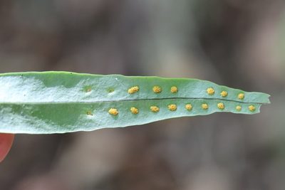 Lepisorus ussuriensis, photographed by Nina Filippova