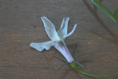 Lobelia hypsibata, photographed by jillblignaut