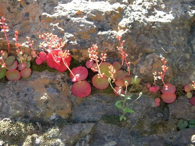 Crassula umbella, photographed by Tim Kirsten