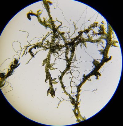 Cephalozia bicuspidata, photographed by Helen Waterman