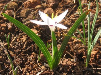 Hesperantha luticola, photographed by douglaseustonbrown