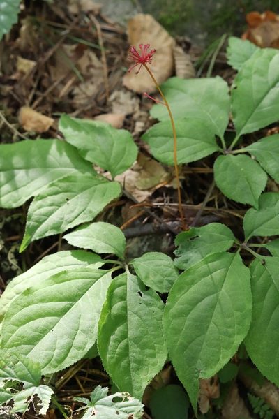 Panax ginseng, photographed by Nina Filippova
