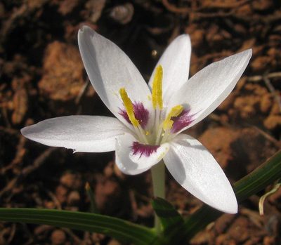 Hesperantha luticola, photographed by douglaseustonbrown