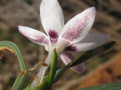 Hesperantha luticola, photographed by douglaseustonbrown