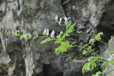 Aconitum axilliflorum, photographed by Nina Filippova