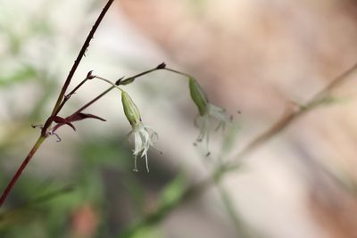 Silene foliosa, photographed by Nina Filippova