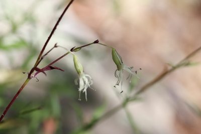 Silene foliosa, photographed by Nina Filippova