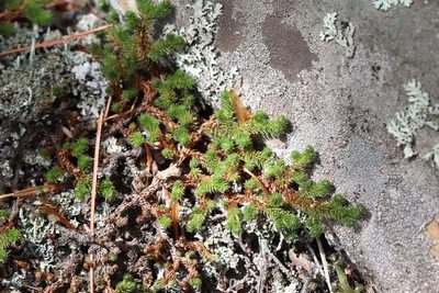 Selaginella sibirica, photographed by Nina Filippova