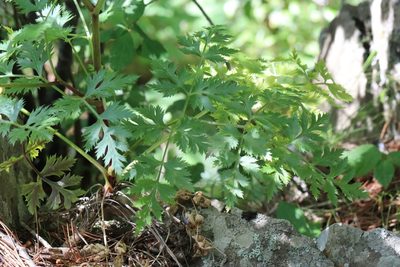 Kitagawia terebinthacea, photographed by Nina Filippova
