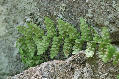 Woodsia manchuriensis, photographed by Nina Filippova