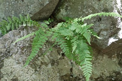 Woodsia manchuriensis, photographed by Nina Filippova