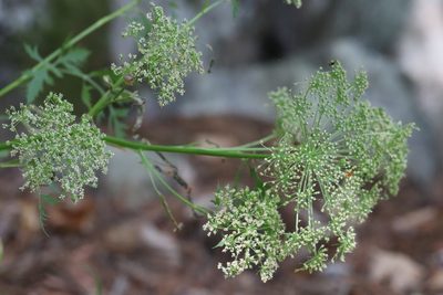 Kitagawia terebinthacea, photographed by Nina Filippova