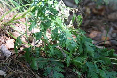 Kitagawia terebinthacea, photographed by Nina Filippova