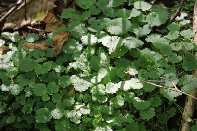Chrysosplenium flagelliferum, photographed by Nina Filippova