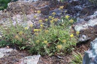Patrinia rupestris, photographed by Nina Filippova