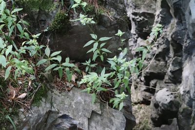 Hylotelephium viviparum, photographed by Nina Filippova