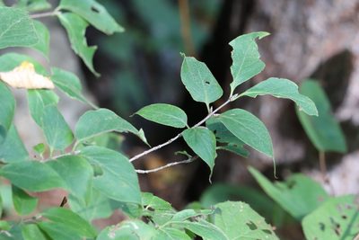 Lonicera chrysantha, photographed by Nina Filippova