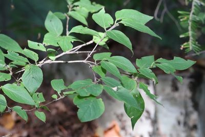 Lonicera chrysantha, photographed by Nina Filippova