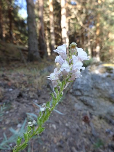 Linaria nivea, photographed by jvilla