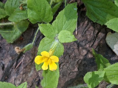 Erythranthe ptilota, photographed by Zoltán Stekkelpak