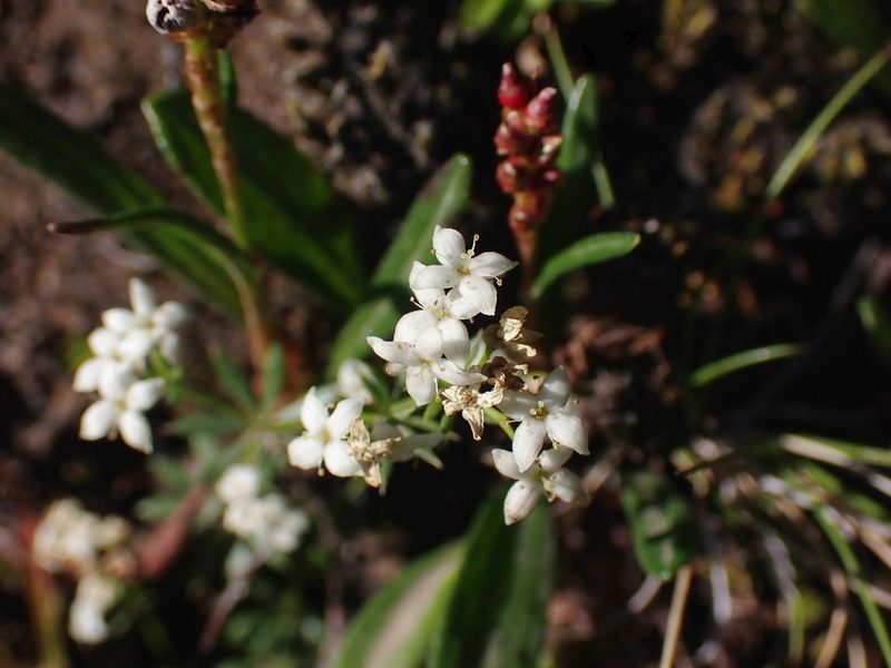 Galium normanii, photographed by Donald Davesne
