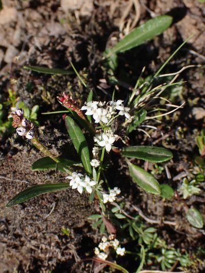 Galium normanii, photographed by Donald Davesne