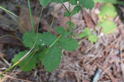 Agrimonia microcarpa