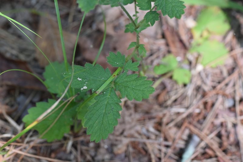 Agrimonia microcarpa, photographed by Blake Bringhurst