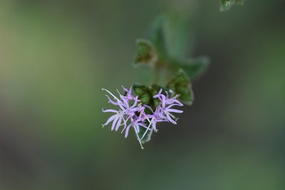 Elephantopus tomentosus, photographed by Blake Bringhurst