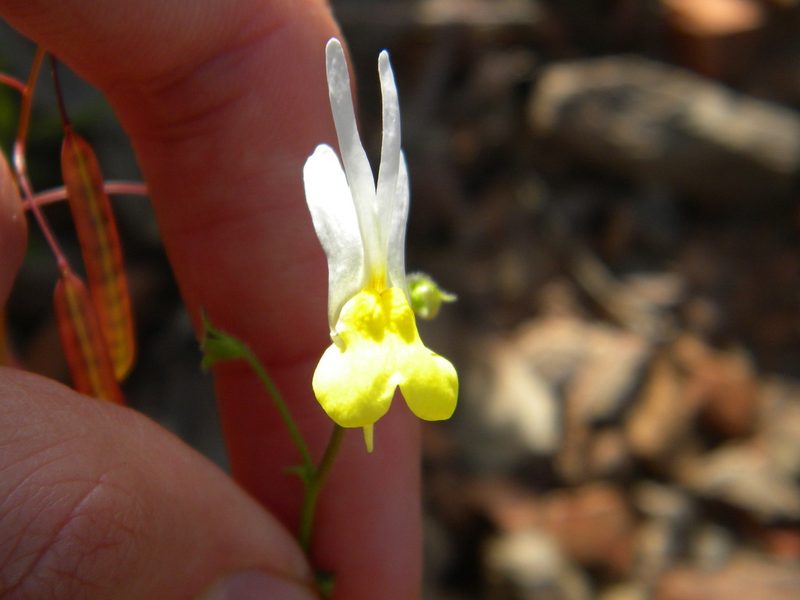 Nemesia anisocarpa, photographed by Tim Kirsten