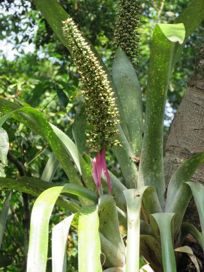 Aechmea castelnavii, photographed by Vincent A. Vos