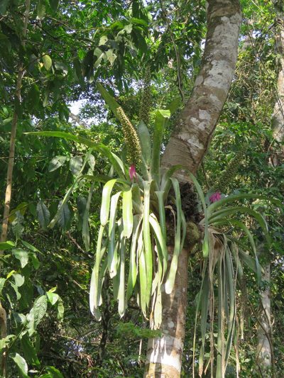 Aechmea castelnavii, photographed by Vincent A. Vos