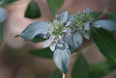 Pycnanthemum albescens, photographed by Blake Bringhurst