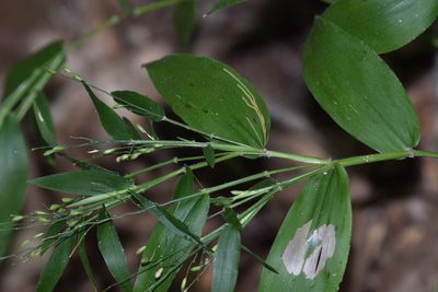 Dichanthelium boscii, photographed by Blake Bringhurst