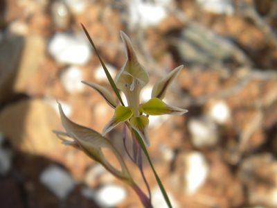 Gladiolus permeabilis, photographed by Tim Kirsten