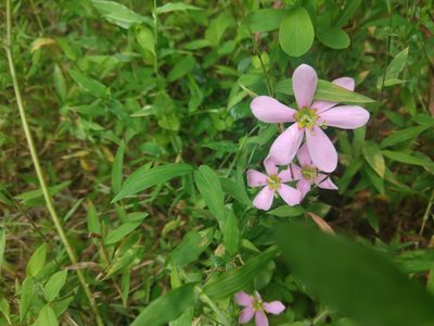 Sabatia angularis, photographed by Jamie Carter