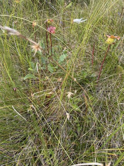Carex michauxiana, photographed by Mary E. Macaulay, P.Eng.