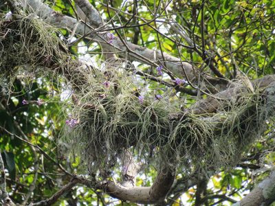 Tillandsia streptocarpa, photographed by Vincent A. Vos