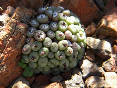 Conophytum truncatum, photographed by Tim Kirsten
