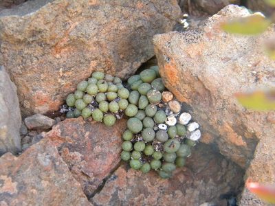 Conophytum truncatum, photographed by Tim Kirsten