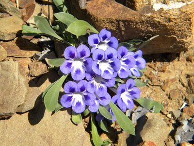 Aptosimum indivisum, photographed by Tim Kirsten