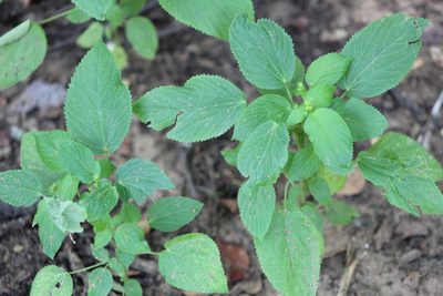 Acalypha persimilis, photographed by Clay