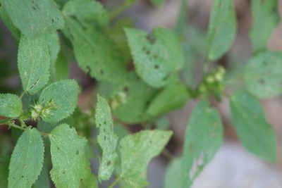 Acalypha persimilis, photographed by Clay