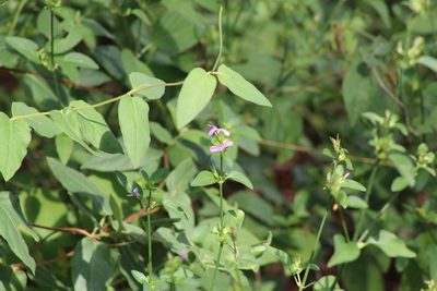 Dicliptera brachiata, photographed by Clay