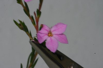 Acmadenia nivenii, photographed by jillblignaut