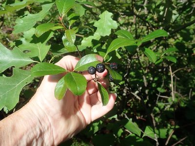 Aronia melanocarpa, photographed by Lynn Harper
