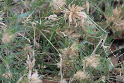Eragrostis reptans, photographed by Clay