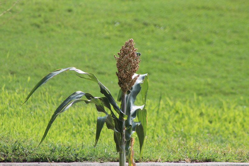 Sorghum bicolor, photographed by Clay